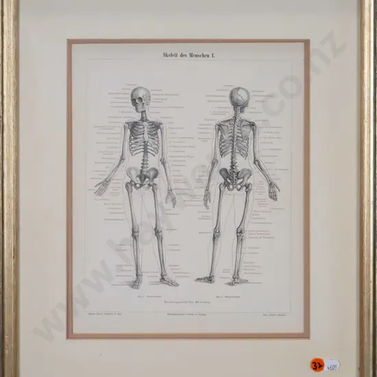 framed reproduction vintage anatomical print - human skeleton H-290 W-230