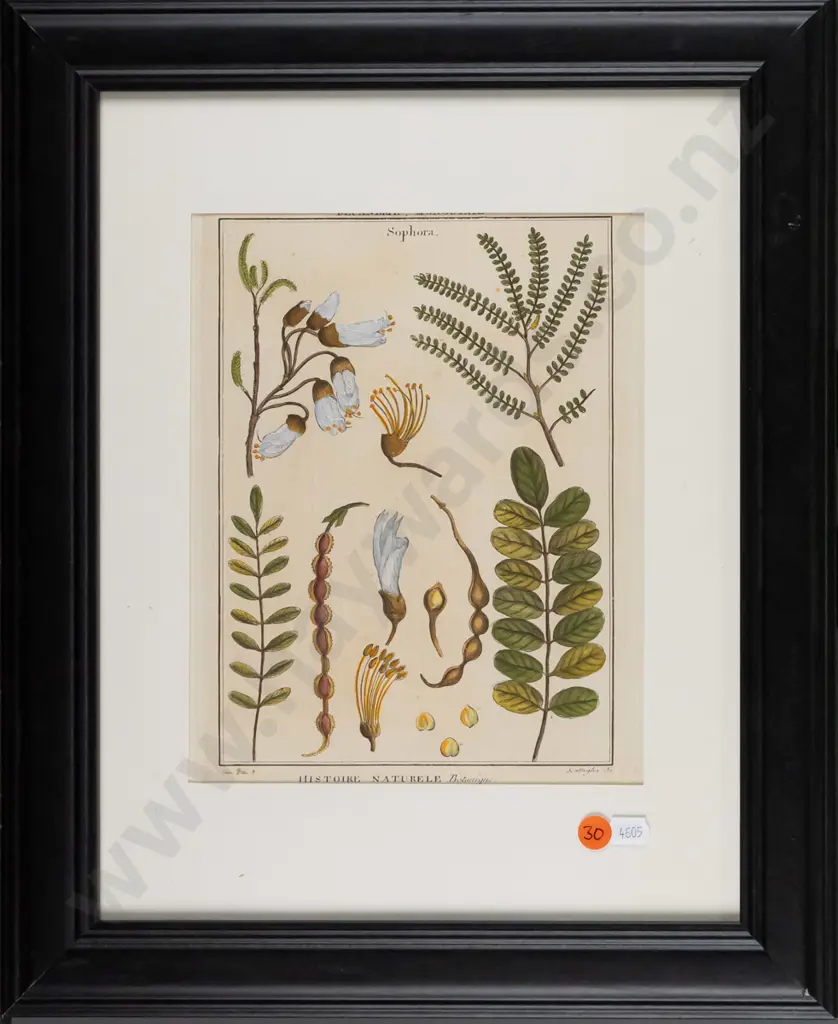 framed vintage botanical print H-240 W-170 Image 1++