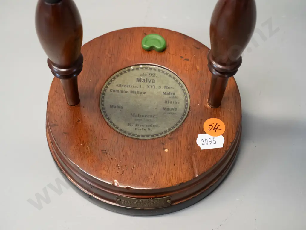 vintage Robert Brendel botanical model on separate wooden stand and base - No. 92 - Malva / common mallow. Some cracks Image 1++