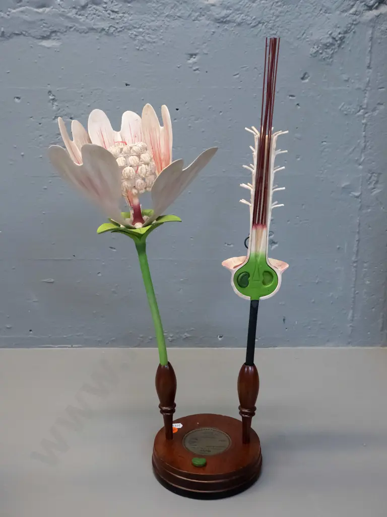 vintage Robert Brendel botanical model on separate wooden stand and base - No. 92 - Malva / common mallow. Some cracks Image 1++