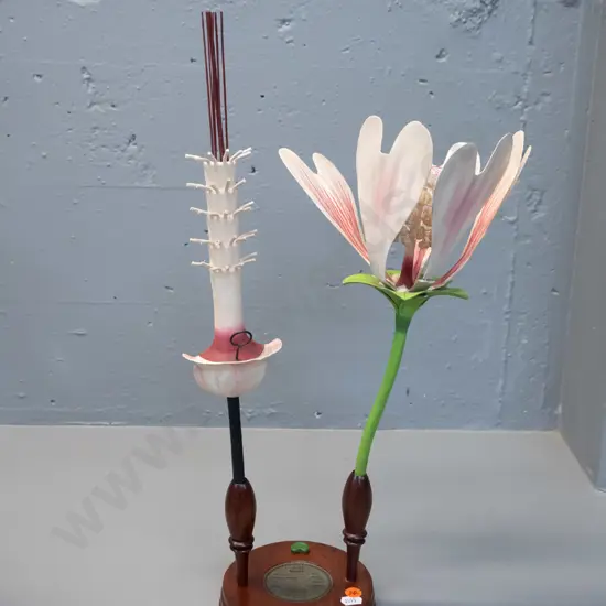 vintage Robert Brendel botanical model on separate wooden stand and base - No. 92 - Malva / common mallow. Some cracks