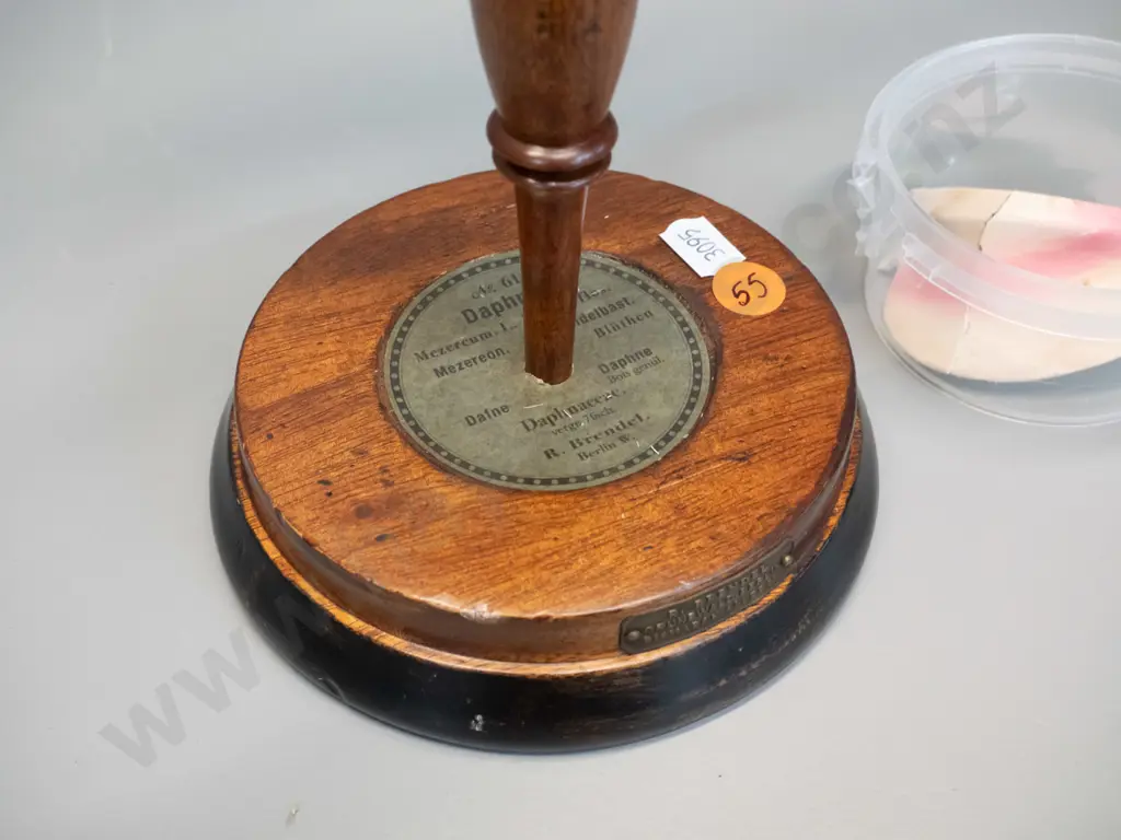 vintage Robert Brendel botanical model on separate wooden stand and base - No. 55 - Daphne H-380. Some damage, some Image 1++