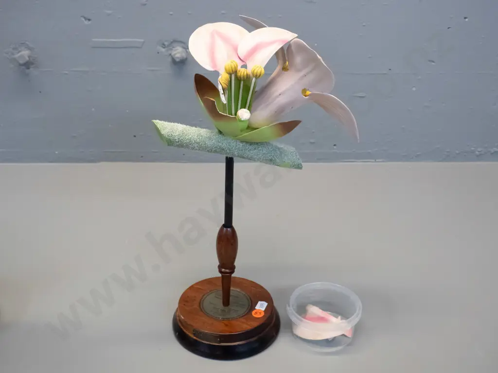 vintage Robert Brendel botanical model on separate wooden stand and base - No. 55 - Daphne H-380. Some damage, some Image 1++