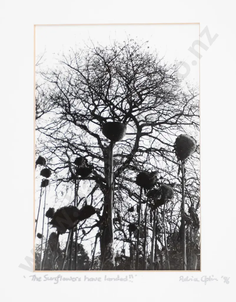Patricia Aplin '96 - framed photograph "The Sunflowers have landed" H-160 W-110 Image 1++