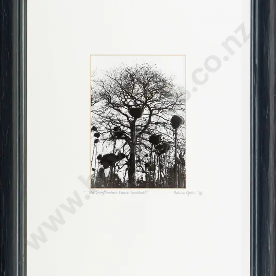 Patricia Aplin '96 - framed photograph "The Sunflowers have landed" H-160 W-110