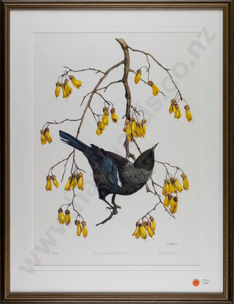 framed Paul Martinson ltd edition print 6/350 - Tui on flowering kowhai H-480 W-340 Image 1++