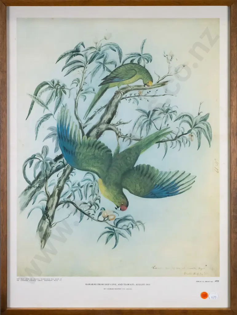 framed reproduction Heaphy print - Kakariki from Ship Cove (slight foxing) H-500 W-400 Image 1++