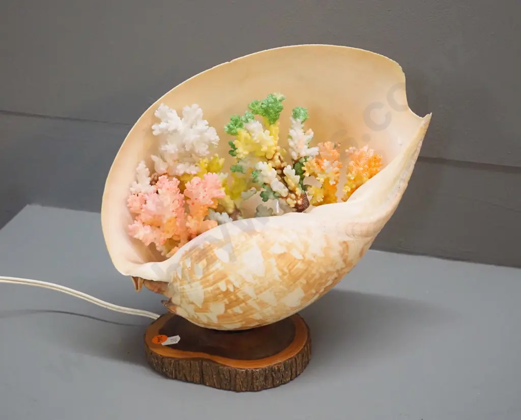 retro shell table lamp on wood base, with painted coral decoration inside H-270 L-300 Image 1++