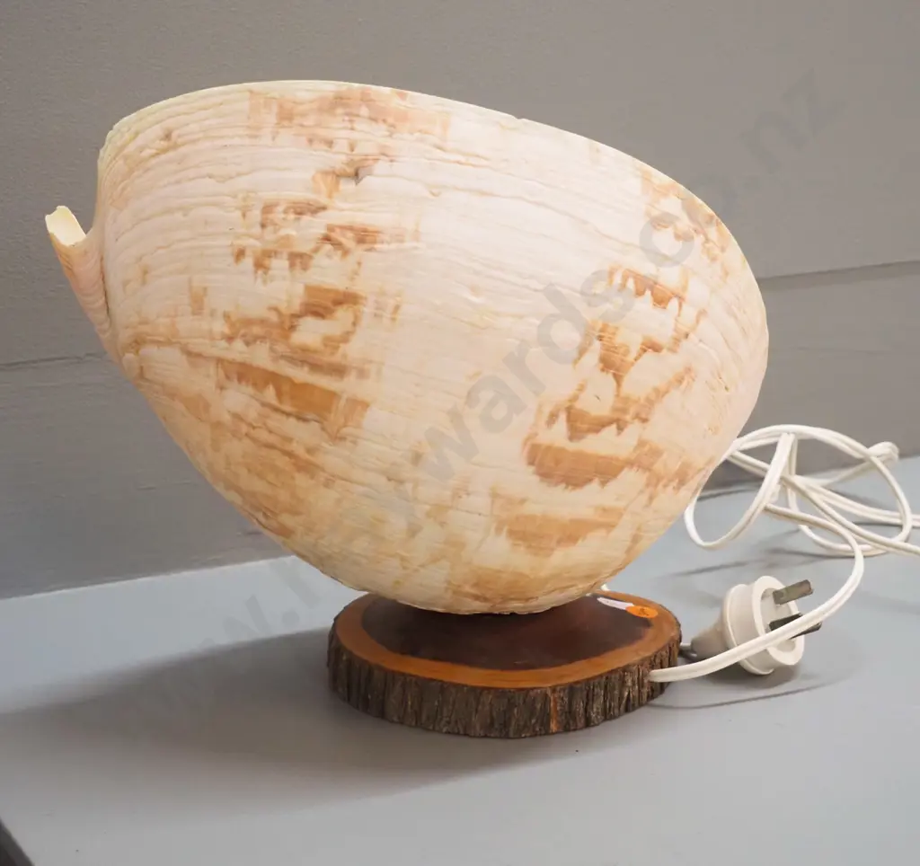 retro shell table lamp on wood base, with painted coral decoration inside H-270 L-300 Image 1++