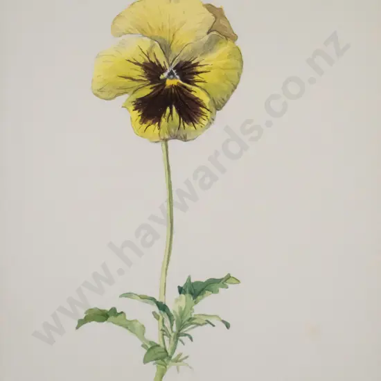 P Gregory 1991 - framed watercolour - primrose H-240 W-160