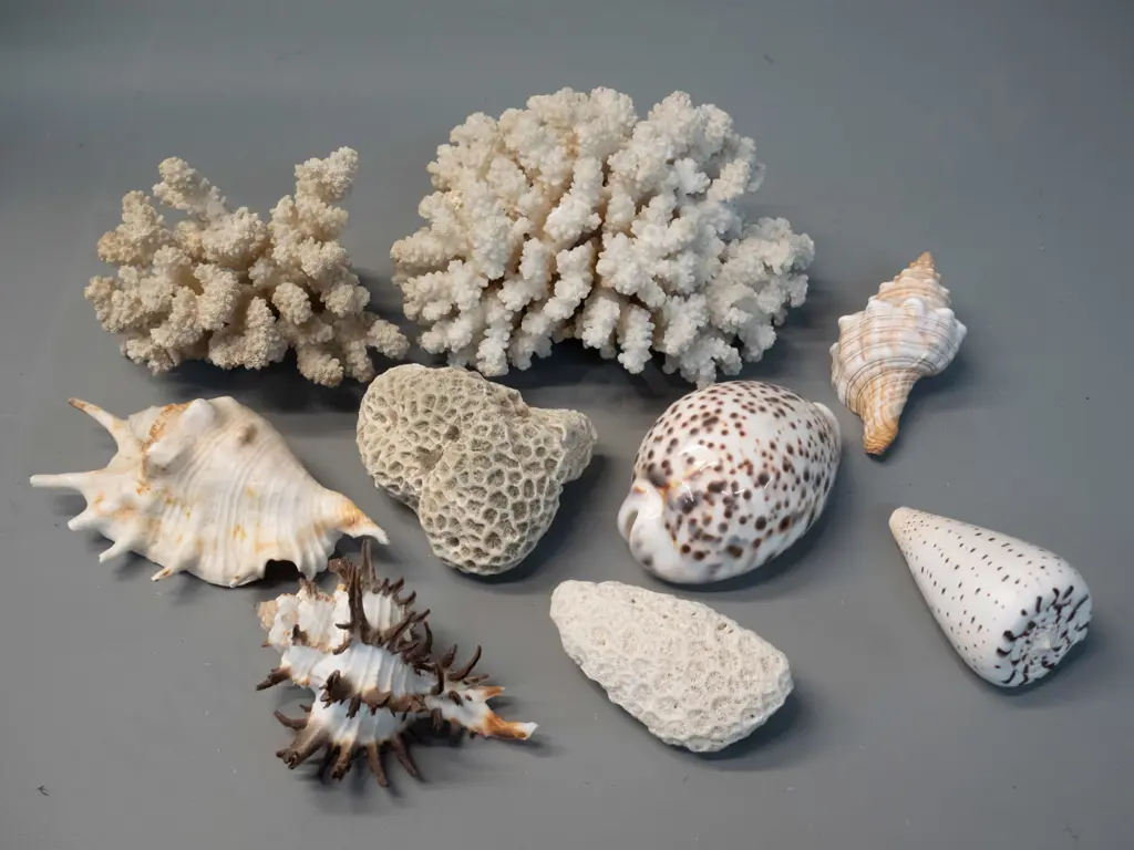 3 pieces of coral and 6 shells - largest coral piece L160 Image 1++