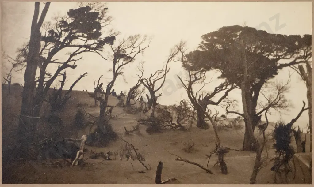framed vintage black and white photograph - trees (staining to mat)  H-150 W-240 Image 1++