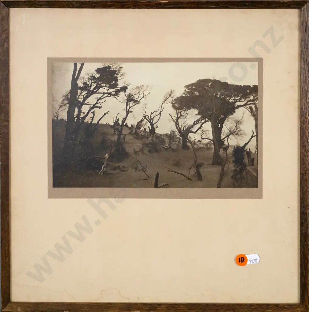 framed vintage black and white photograph - trees (staining to mat)  H-150 W-240 Image 1++
