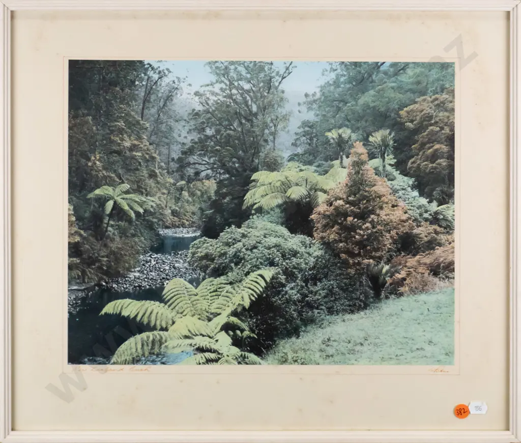 framed Whites Aviation hand coloured photograph - New Zealand Bush H-290 W-360 (foxing to mat) Image 1++