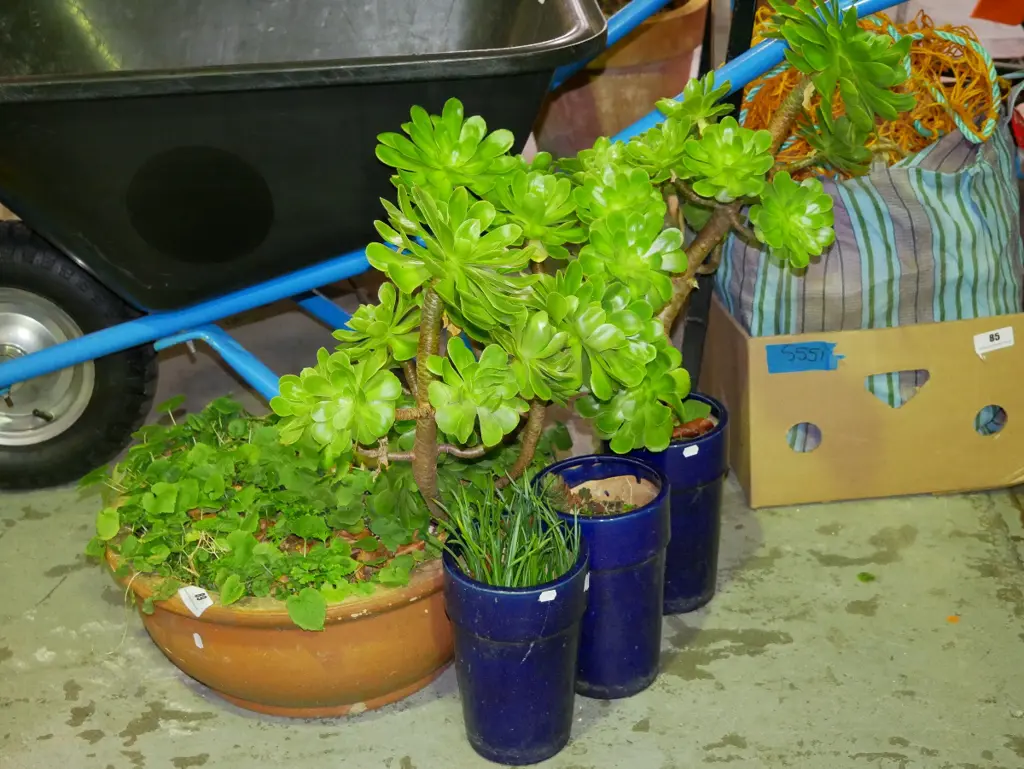 3 blue glazed garden planter, 1x terracotta planter - with various plants Image 1++