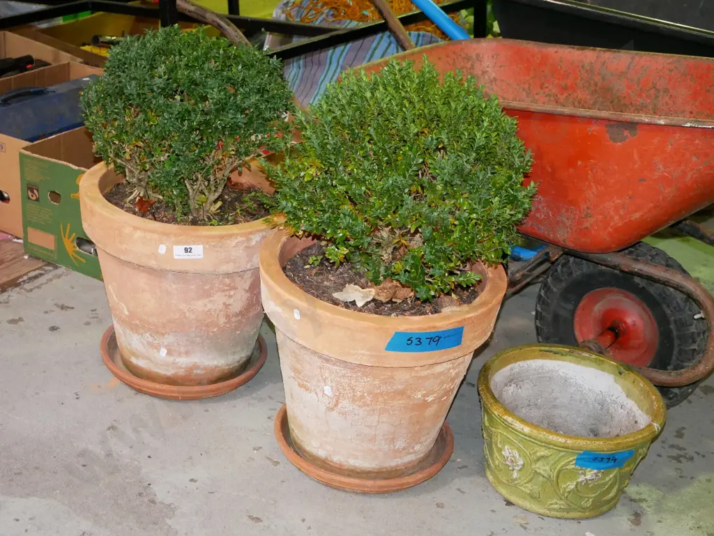 2x terracotta garden planters with buxus, 1x concrete garden planter Image 1++