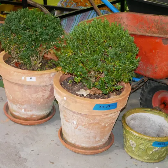 2x terracotta garden planters with buxus, 1x concrete garden planter