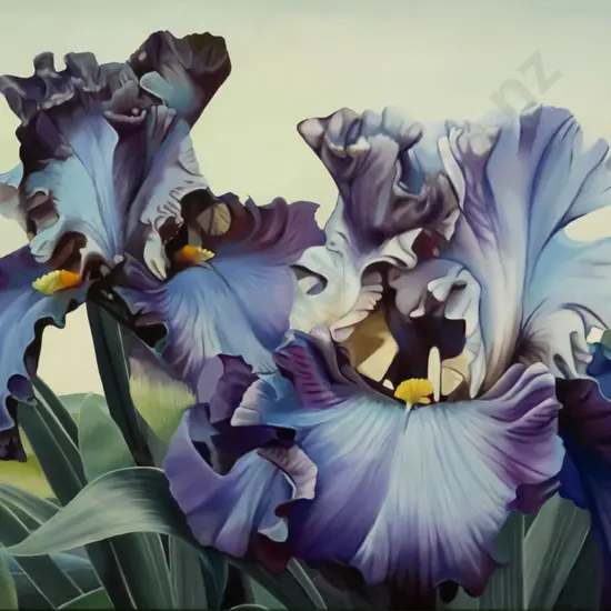 Lynley Brownridge - boxed oil on canvas - irises H-610 W-1020