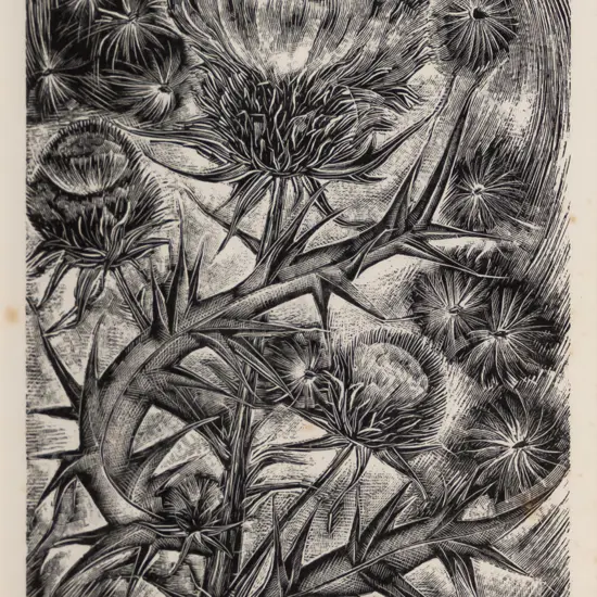 Rona Dyer - framed wood engraving "Thistle" H-200 W-150