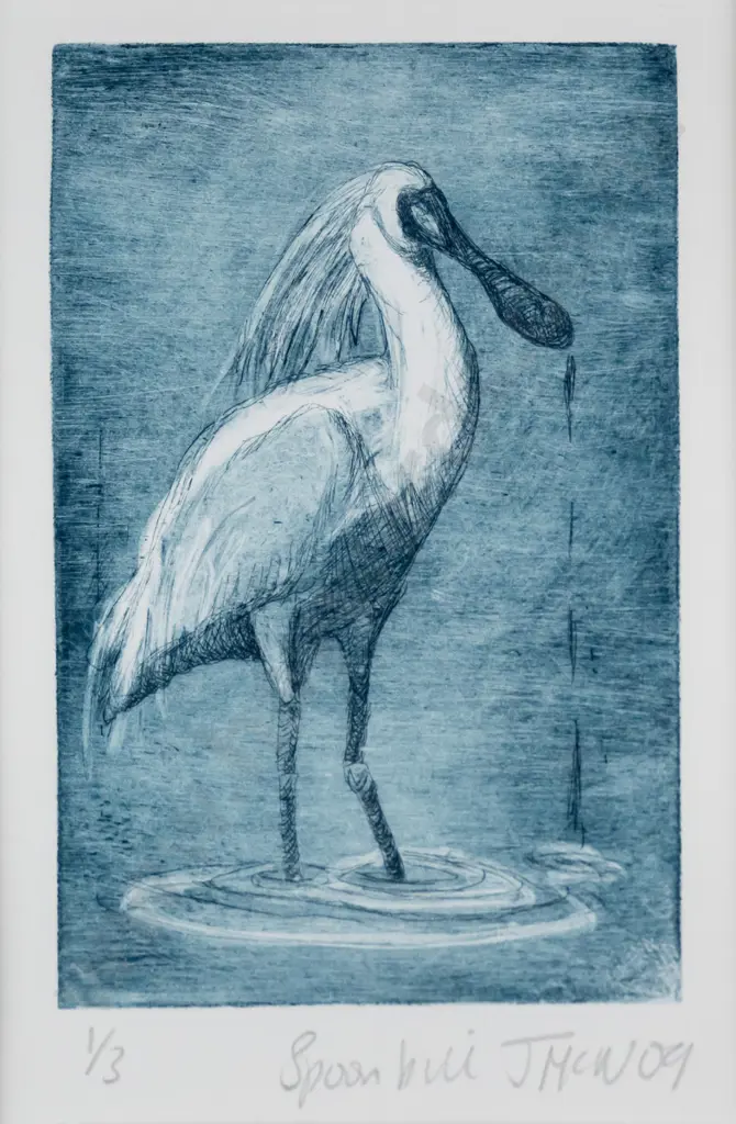 J McN '09 - framed etching 1/3 "Spoon Bill" H-180 W-120 Image 1++