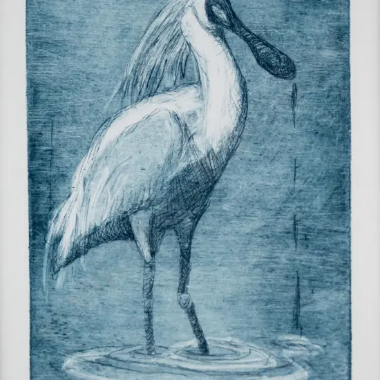 J McN '09 - framed etching 1/3 "Spoon Bill" H-180 W-120