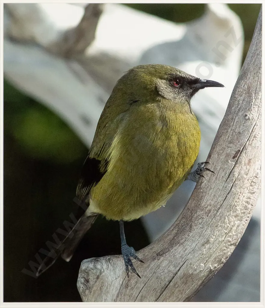 Peter MacDonald - framed photograph "Tiri Tiri Bird, Sanctuary Hauraki Gulf"  H-590 W-510 Image 1++