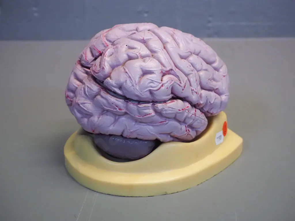 anatomical model of human brain on plastic base - separates into sections. Assembled size H-130 Image 1++