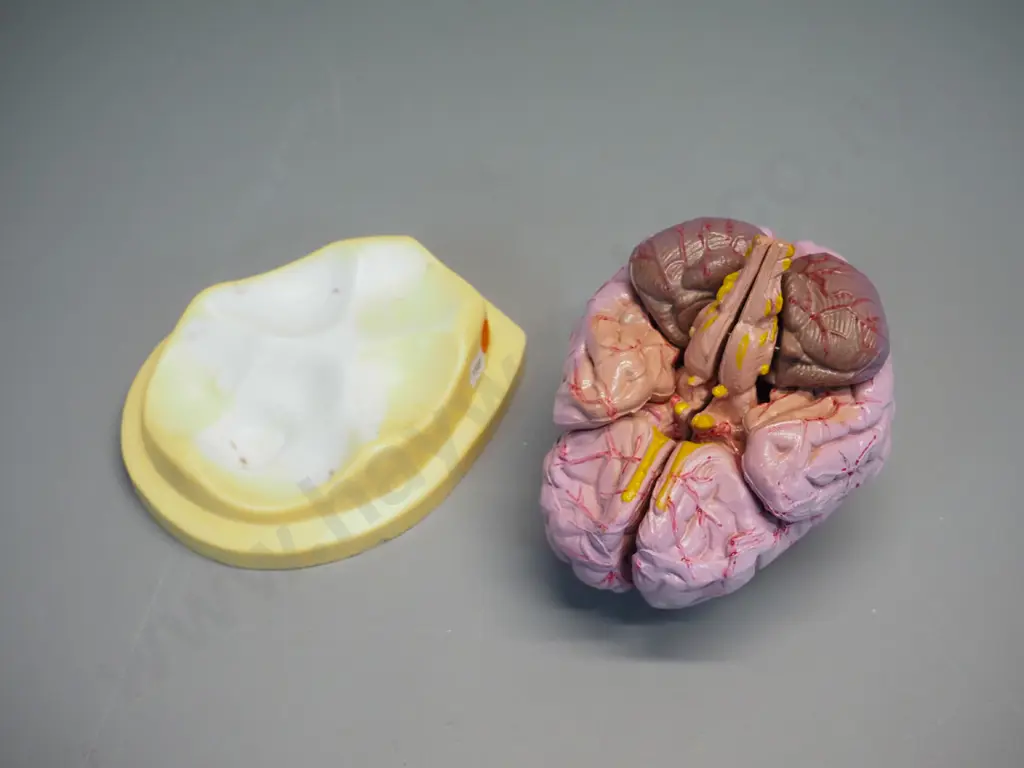 anatomical model of human brain on plastic base - separates into sections. Assembled size H-130 Image 1++