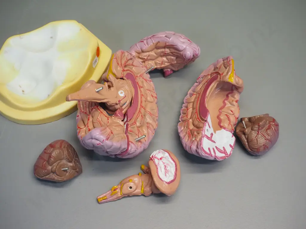 anatomical model of human brain on plastic base - separates into sections. Assembled size H-130 Image 1++