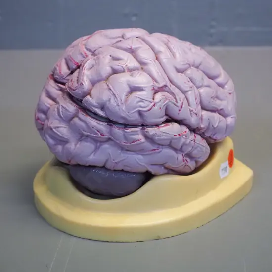 anatomical model of human brain on plastic base - separates into sections. Assembled size H-130