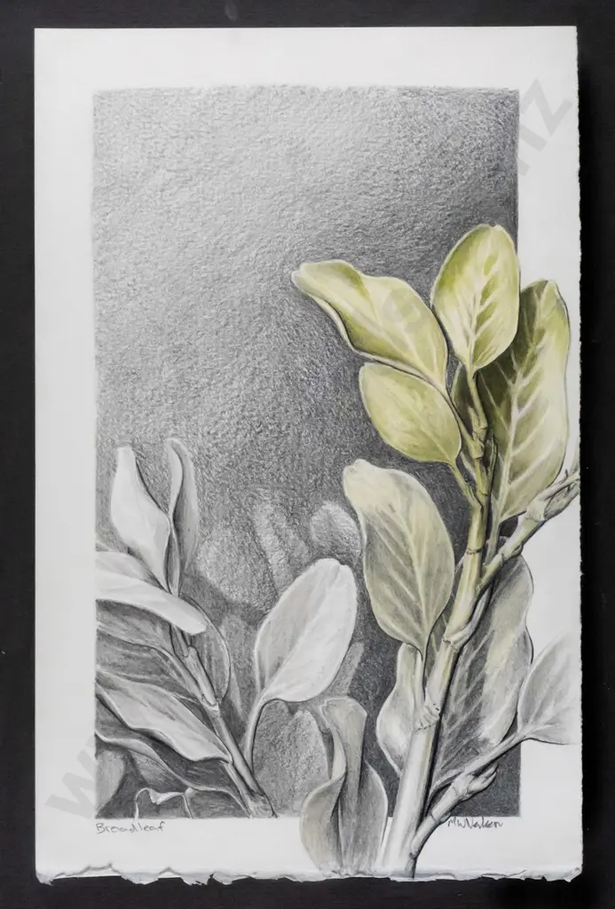 illegible signature - framed pencil - "Broad leaf" H-250 W-160 Image 1++