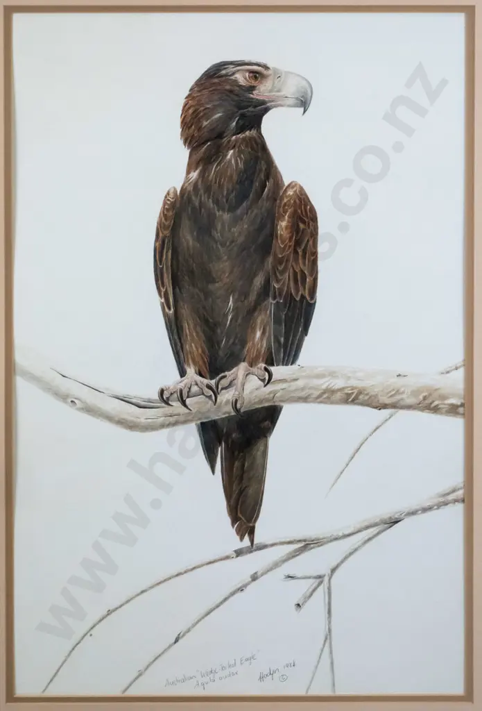 Hadyn 1984 - framed watercolour "Wedge Tail Eagle" H-550 W-360 Image 1++
