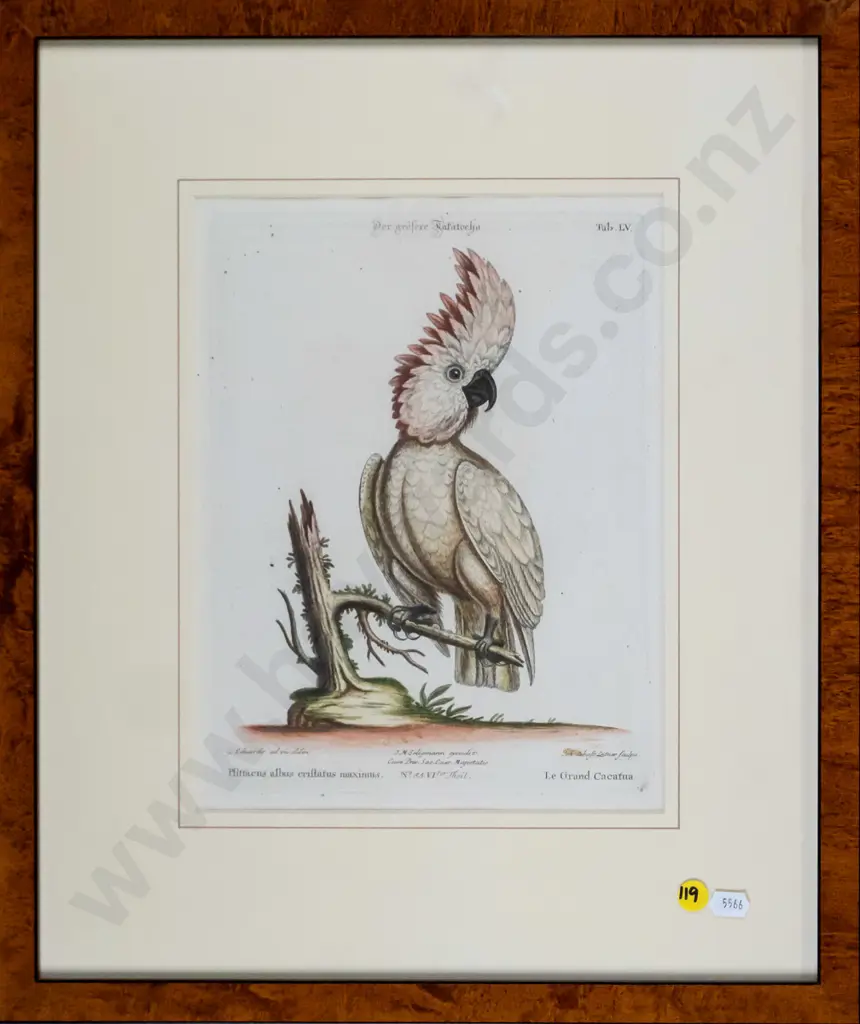 framed vintage print - parrot H-260 W-195 Image 1++