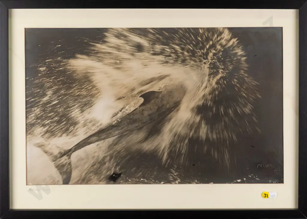 framed photographic print "Pelorus Jack" H-310 W-520 (slight staining to mat) Image 1++