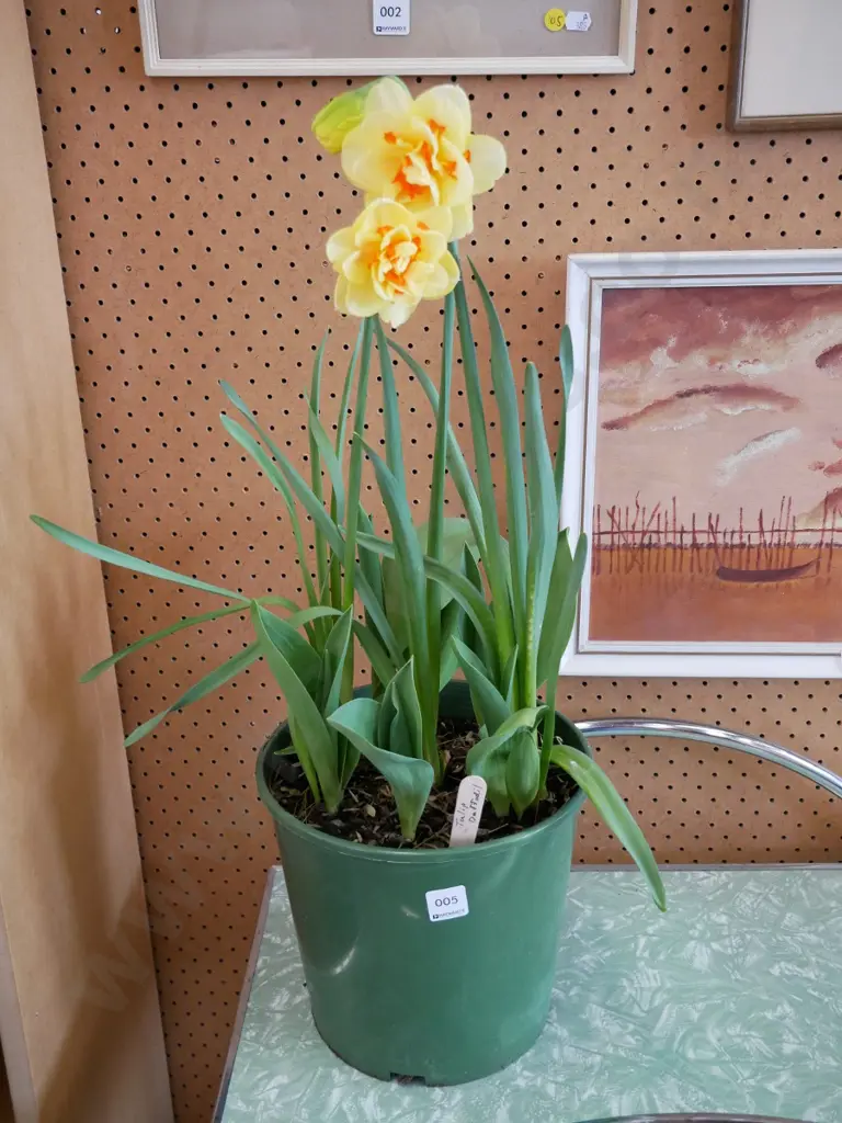 potted daffodils and tulips Image 1++