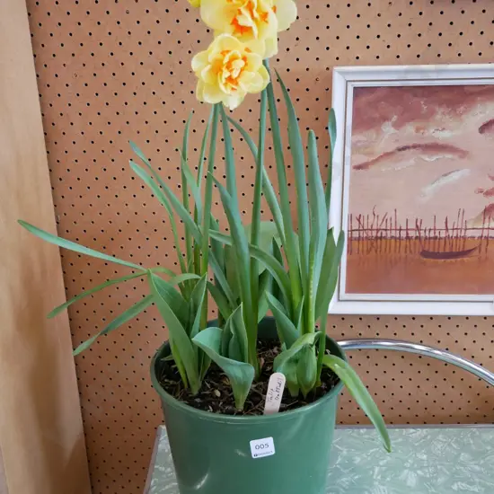 potted daffodils and tulips
