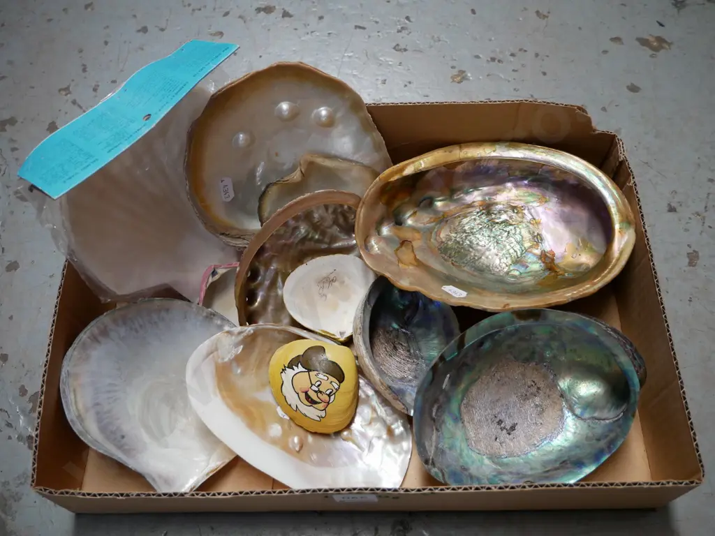 box; seashells Image 1++