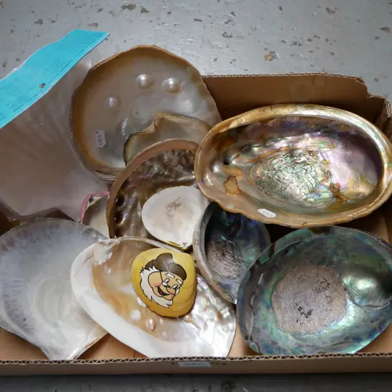 box; seashells
