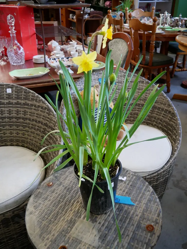 potted daffodils Image 1++