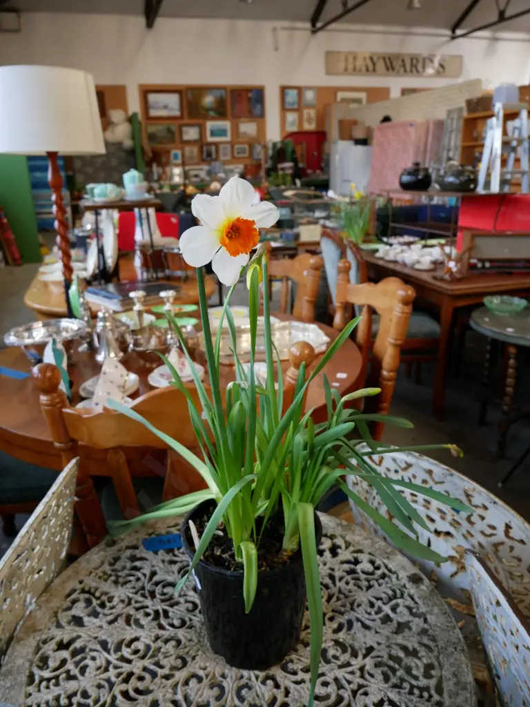  potted daffodils Image 1++