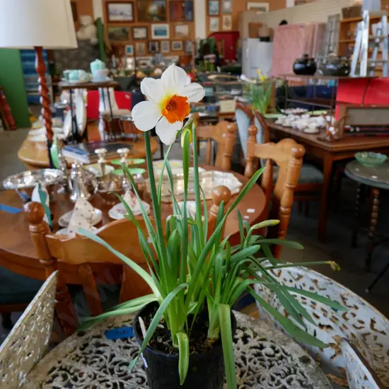  potted daffodils