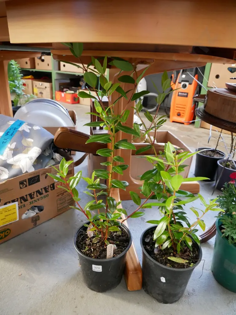 2 potted pohutukawa Image 1++