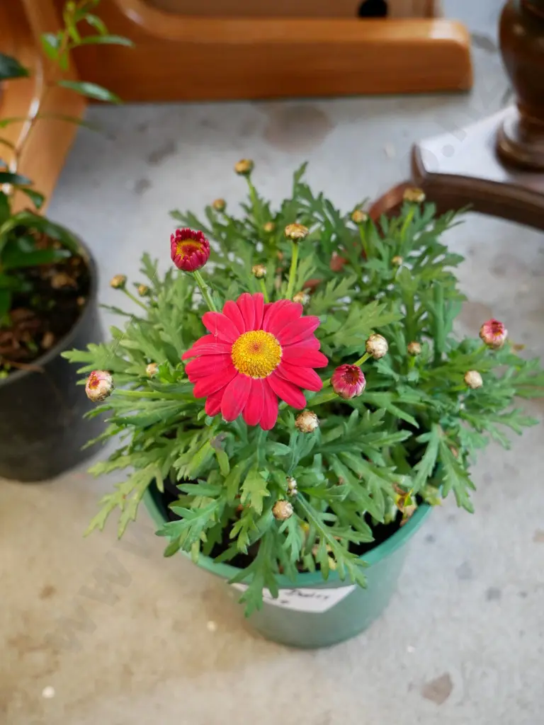 potted red daisies Image 1++