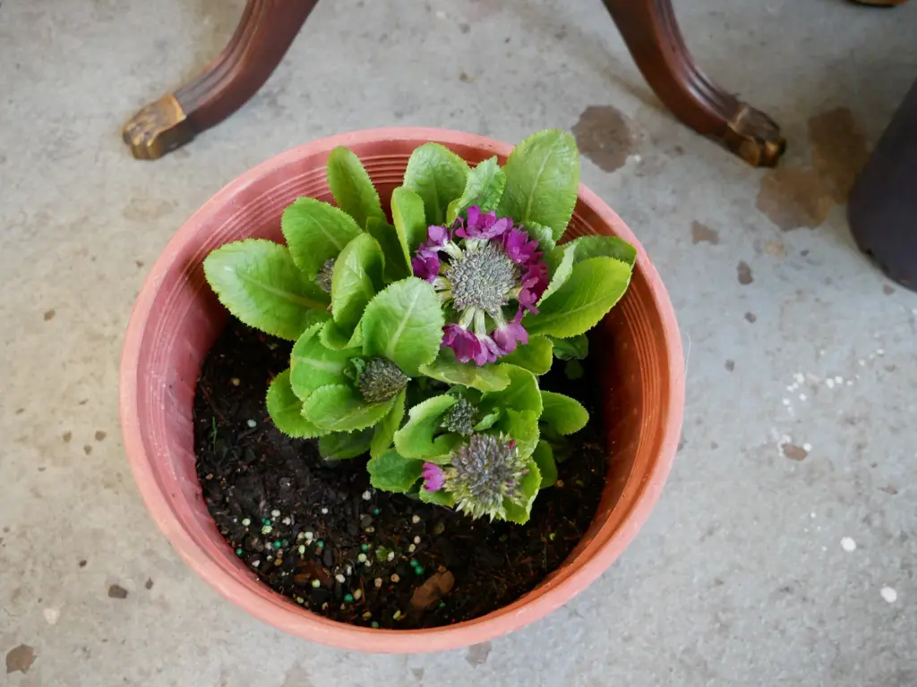 potted primula Image 1++