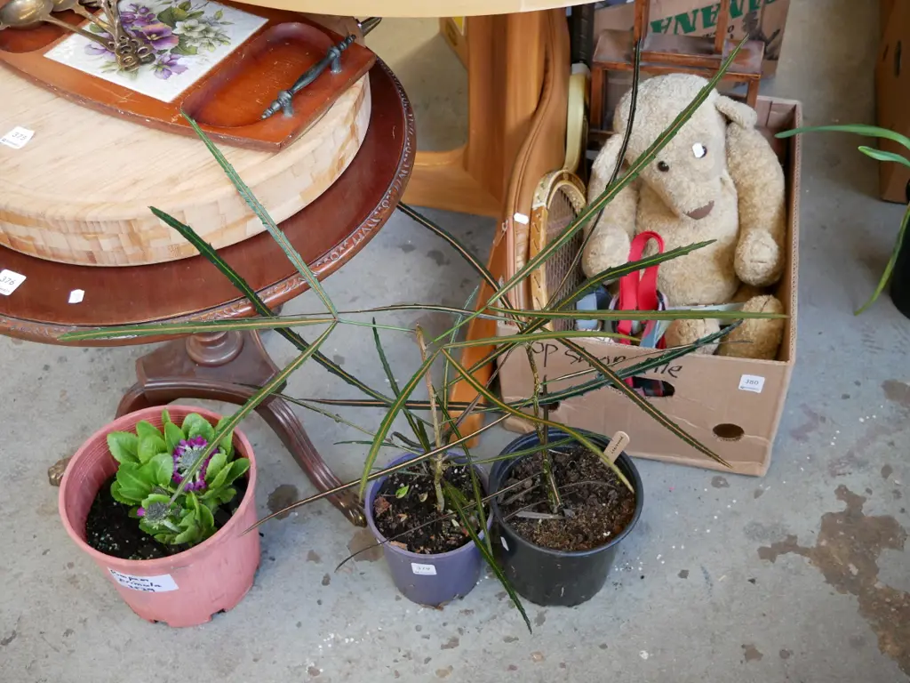 2 potted lancewoods Image 1++