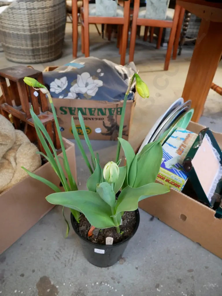 potted tulip and daffodil Image 1++