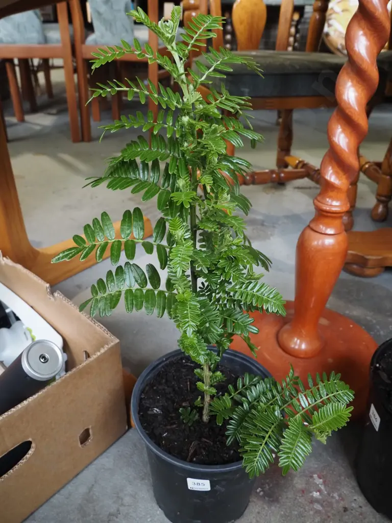 potted kaka beak Image 1++