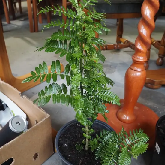 potted kaka beak