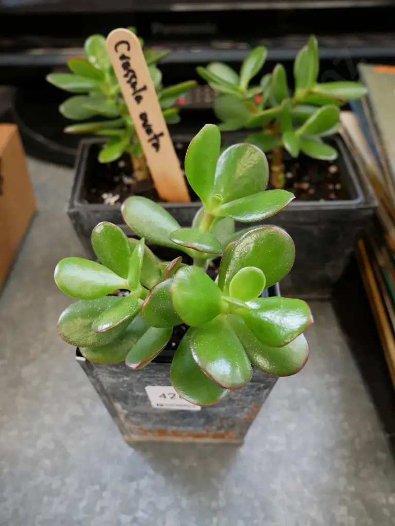 3 potted succulents -crassula ovata Image 1++
