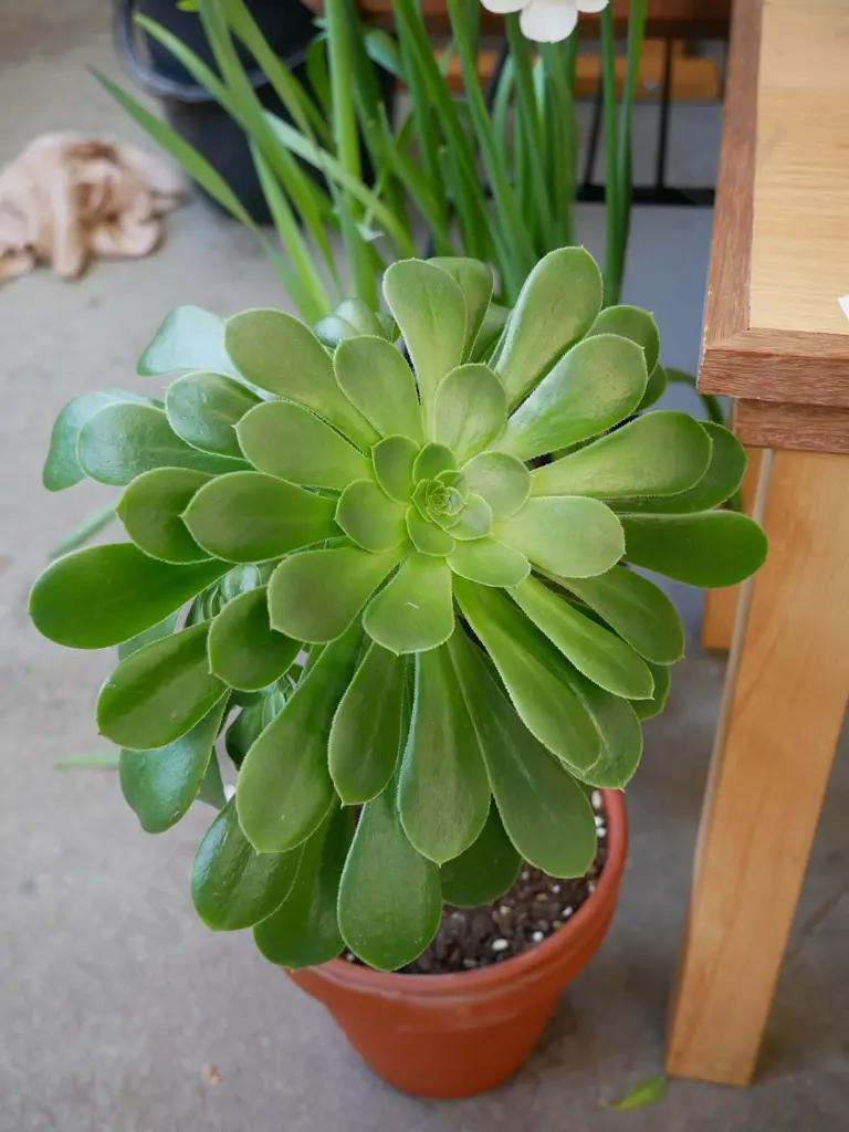 succulent in terracotta planter - Tree houseleek Image 1++
